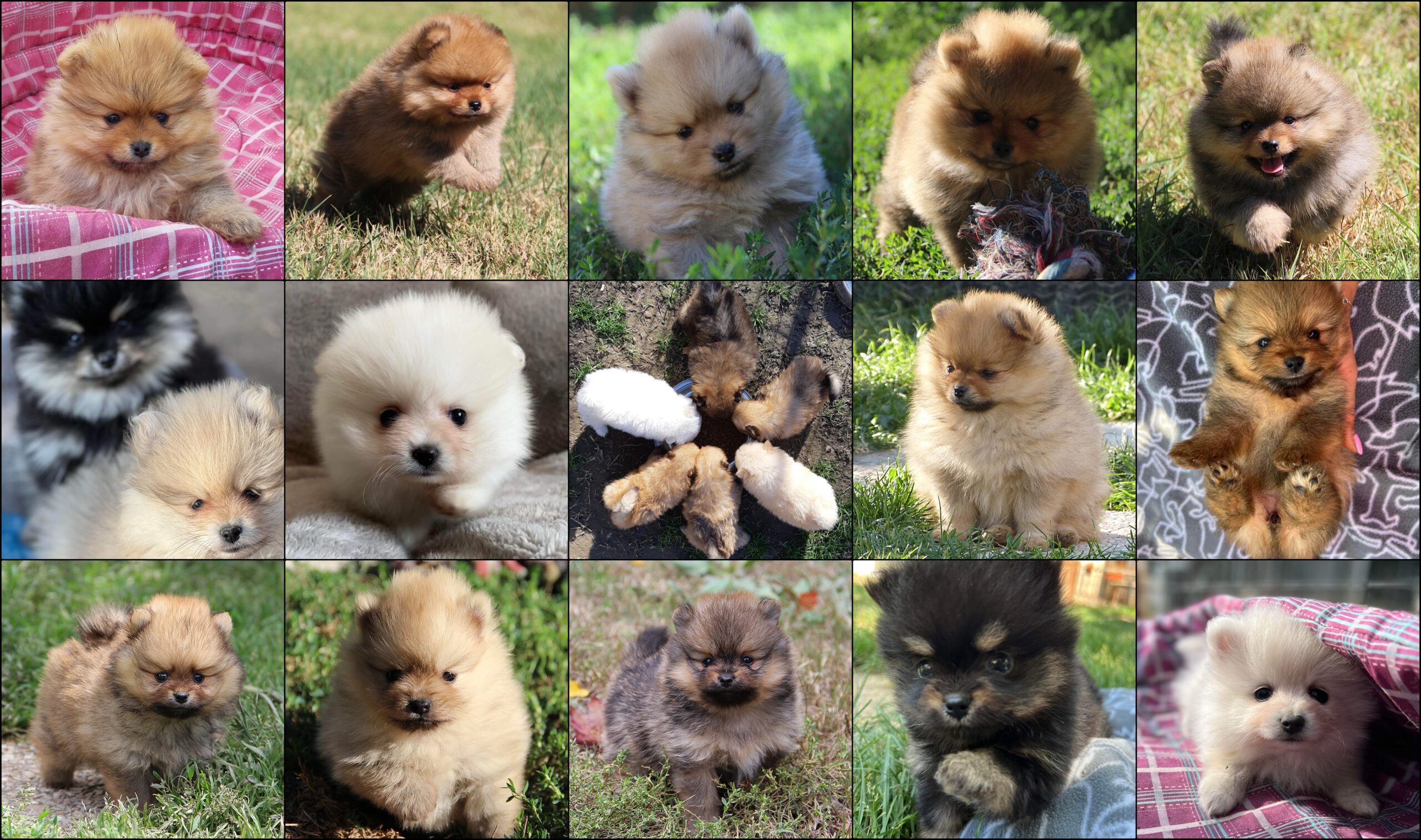 montage photo de plusieurs chiots spitz nain de différentes couleurs