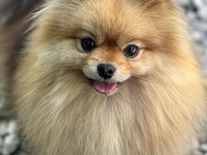 Shanel spitz nain femelle