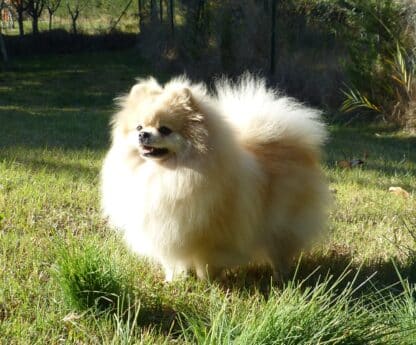 Femelle Spitz Nain Pomeranien sable debout dans l'herbe