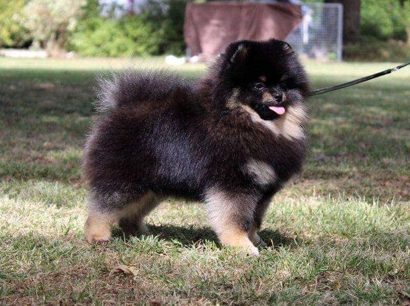 male spitz nain de couleur noir et feu