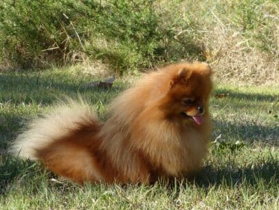 Femelle spitz nain assise dans l'herbe