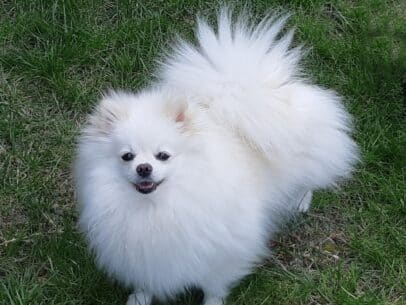 femelle spitz nain blanc dans l'herbe
