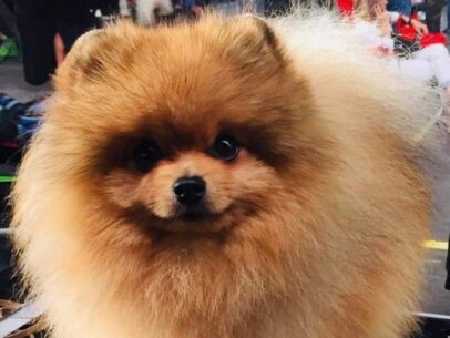 portrait d'un male spitz nain pomeranien orange