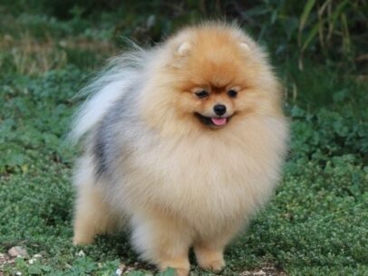 male spitz nain pomeranien
