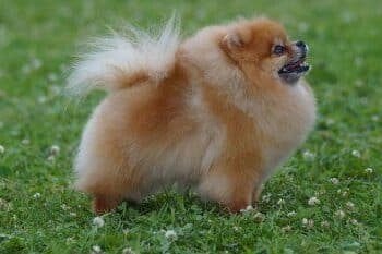 femelle spitz nain pomeranien
