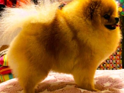 male spitz nain pomeranien